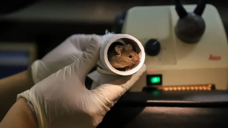 Fact Check: Creating mice with two fathers is harder than with two mothers.