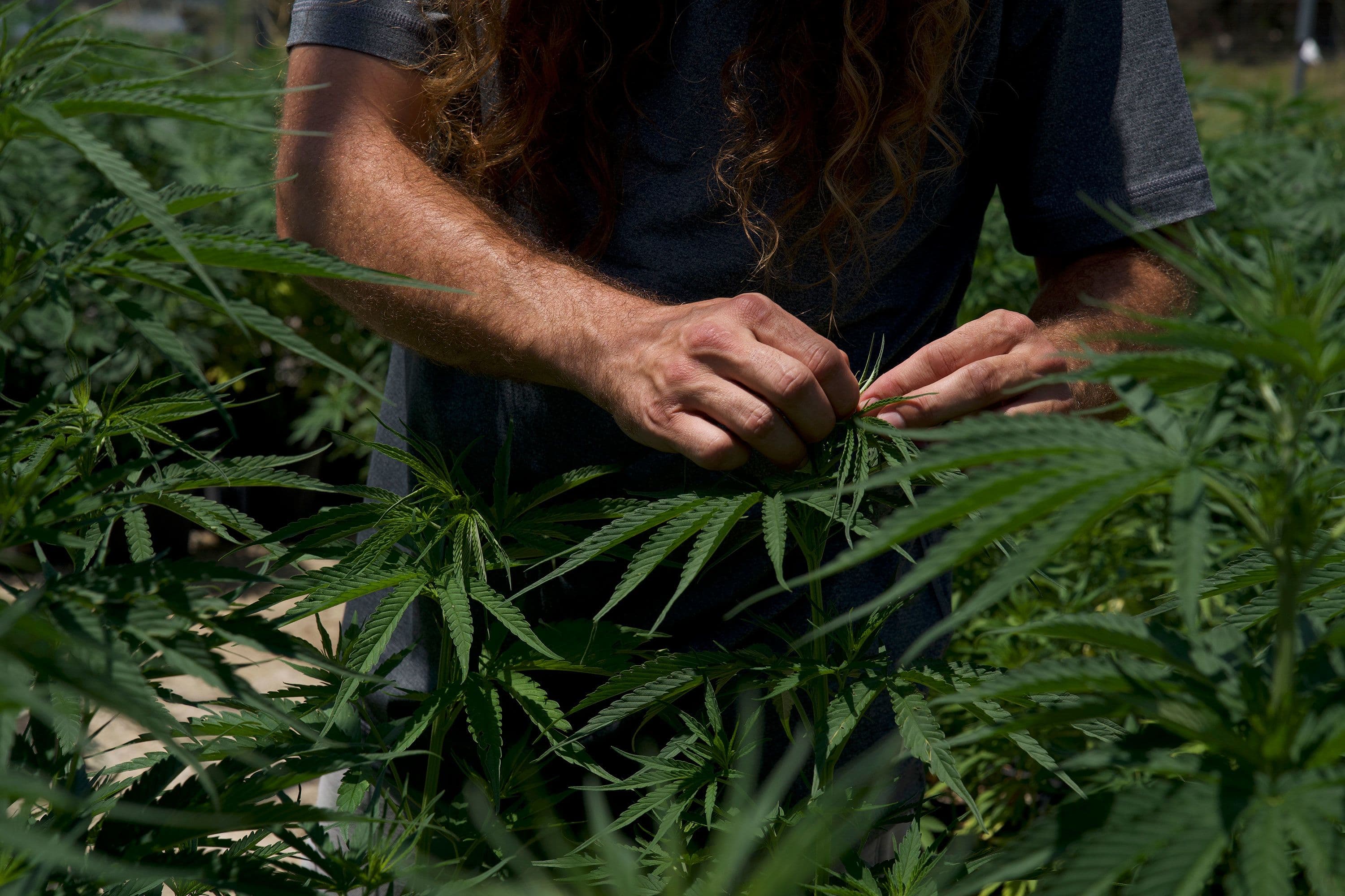 Fact Check: Texas' THC market is booming, raising concerns over safety and regulation.