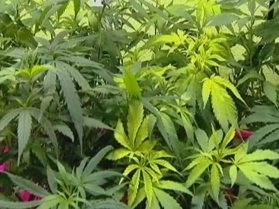 Fact Check: Ohio's marijuana bill would slash THC levels from 90% to 70%.