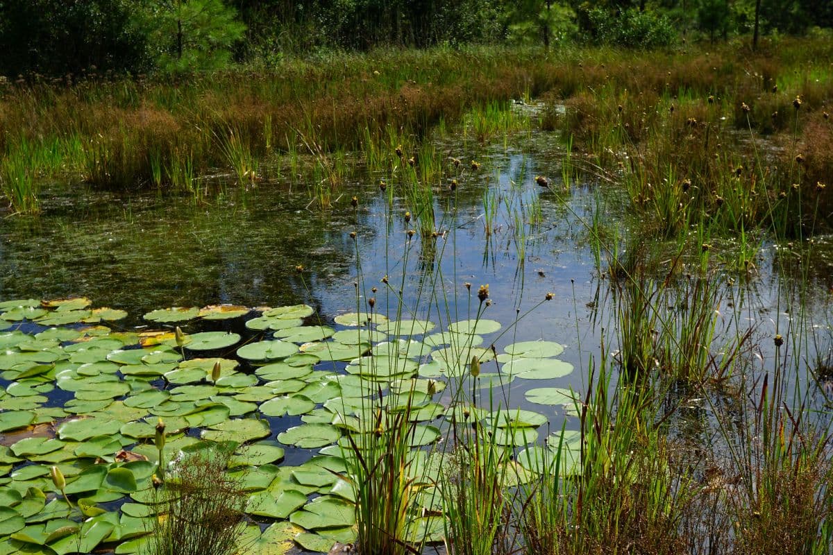 Fact Check: Isolated wetlands are now classified as fastlands, losing legal protections.