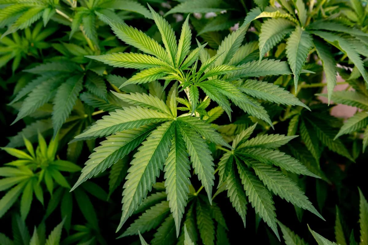 Fact Check: Cannabis industry in Thailand valued at tens of billions of baht annually.