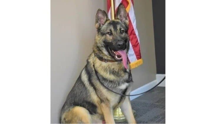 Fact Check: Legal system in Indiana fails to enforce animal cruelty laws!