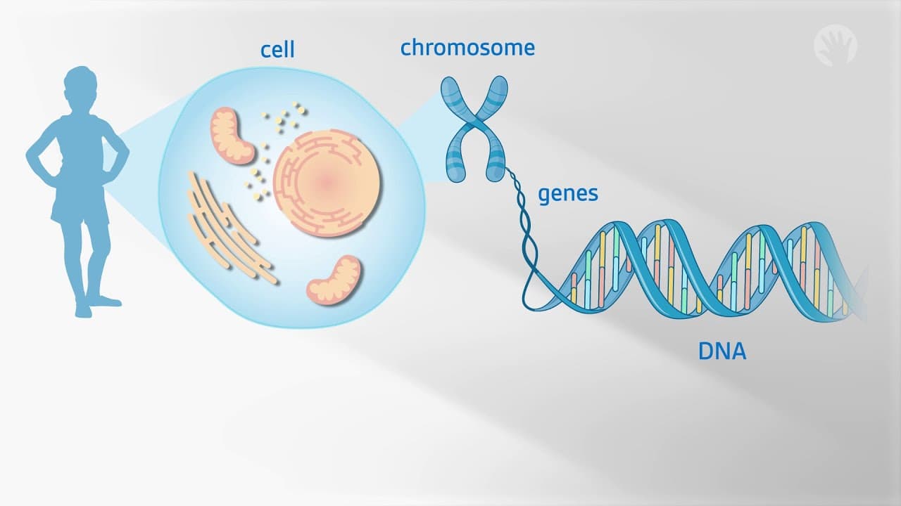 Fact Check: Scientists aim to build human chromosomes from scratch, revolutionizing genetic research.