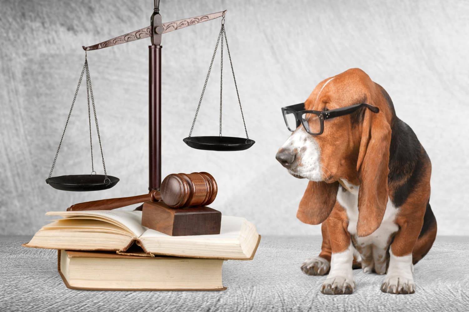 Fact Check: Indiana's legal system fails to protect animals, critics say!
