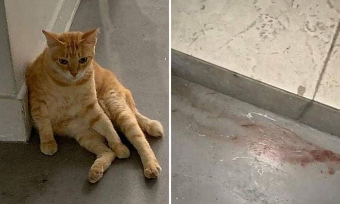 Fact Check: No evidence links Jayco's VP to the cat cruelty incident!