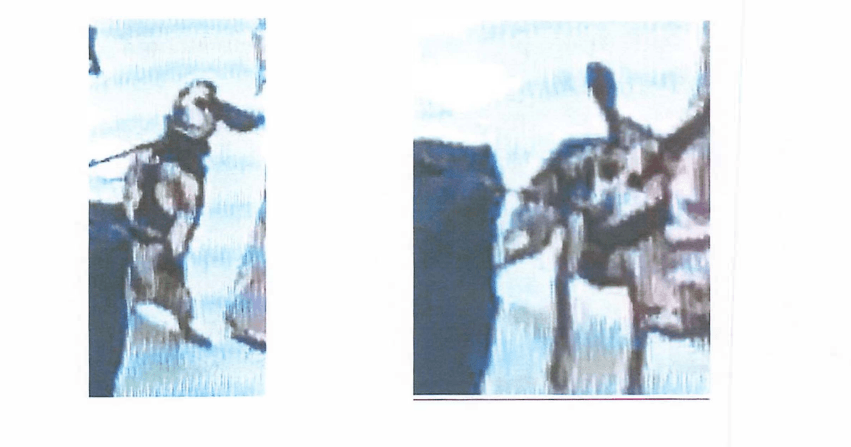 Fact Check: Traveler charged with willfully harming a police animal at airport.