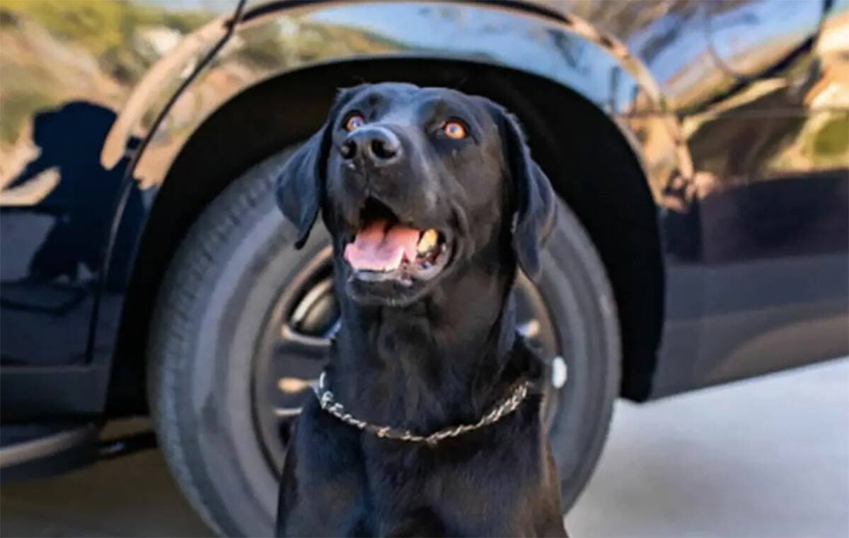 Fact Check: No plea entered in case of K9 assault as of Wednesday evening.