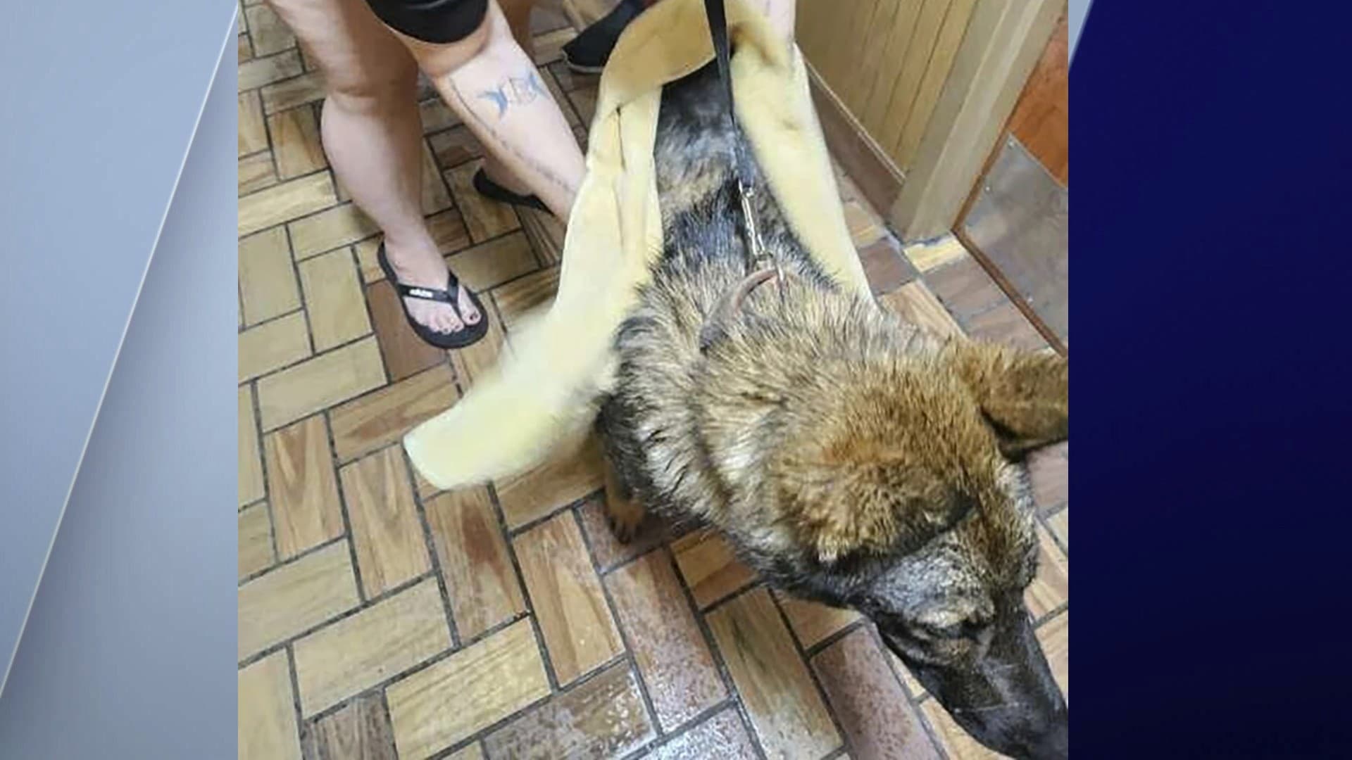 Fact Check: Outrage erupts as Indiana dismisses animal cruelty charges!