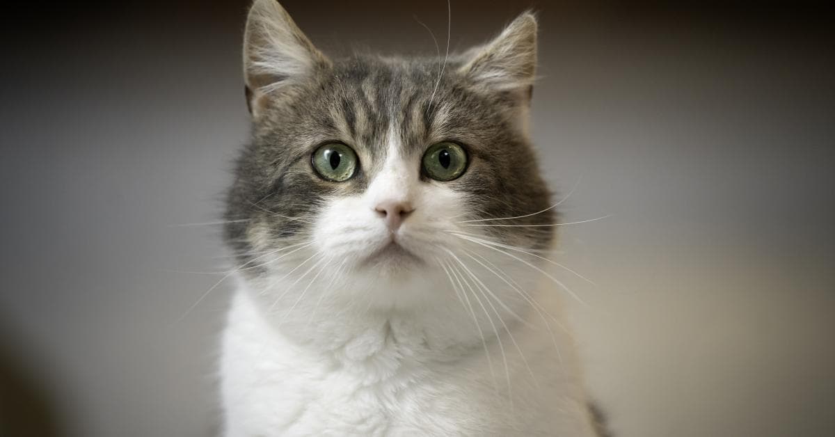 Fact Check: Three men admitted to torturing cats but face no charges!