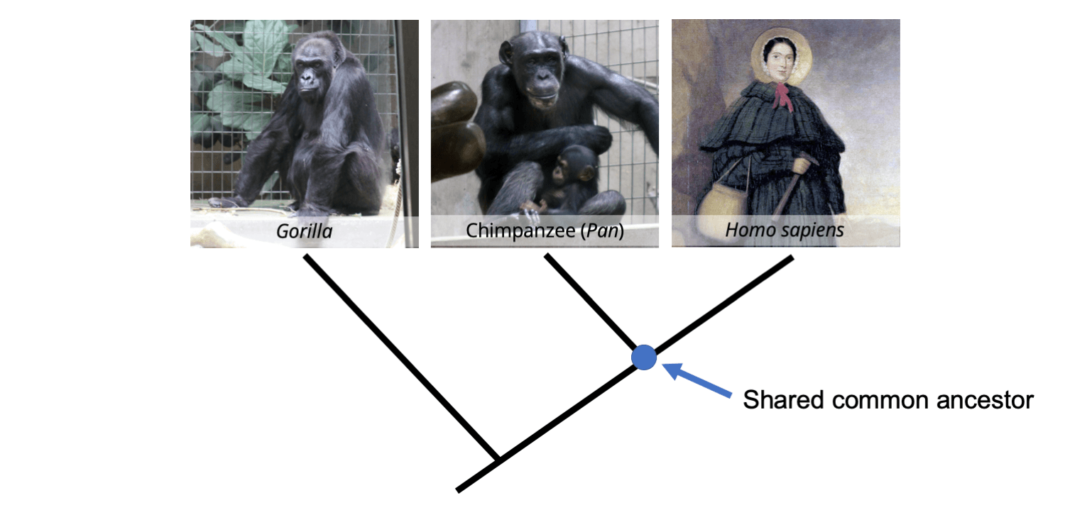 Fact Check: Did Chimpanzees and Humans evolve from a common ancestor in the last 8 million years?