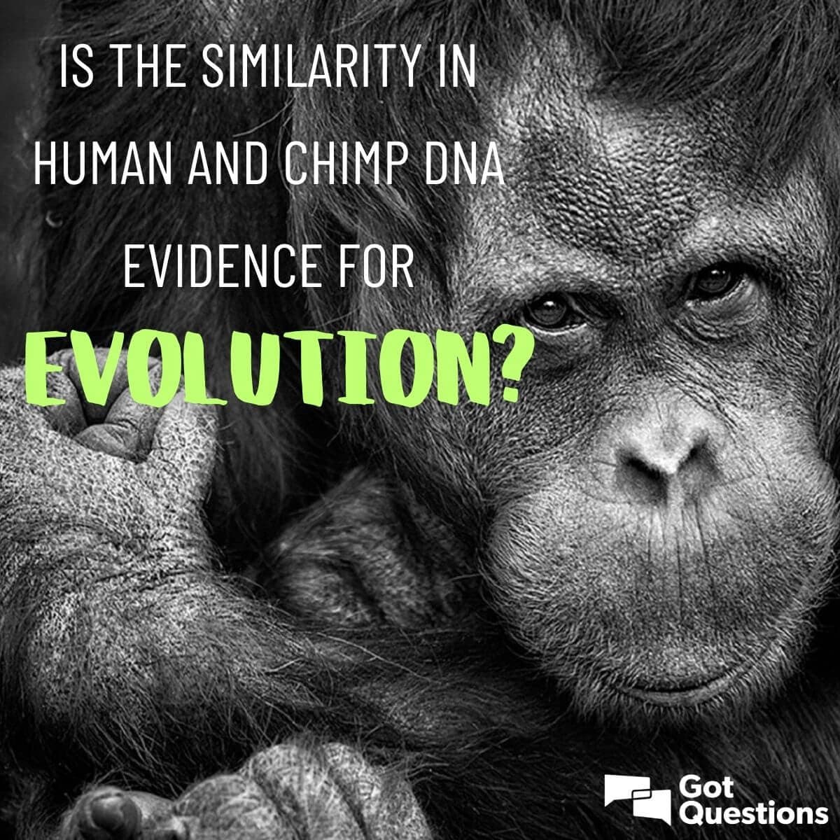 Fact Check: Are Chimpanzees and Humans genetically related?