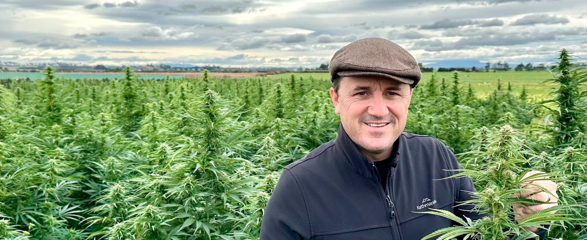 Fact Check: Current cannabis penalties in NSW are described as 'absurd, draconian, and antiquated.'