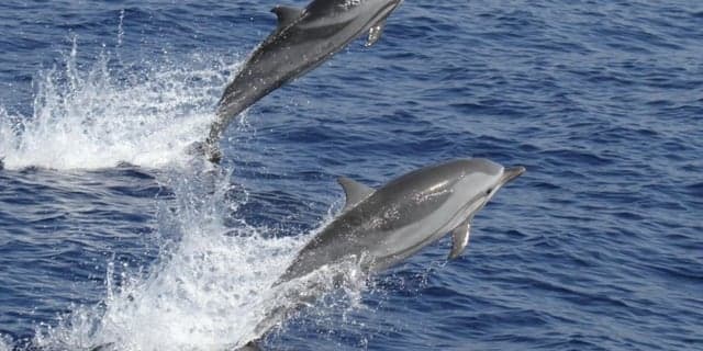 Fact Check: Infectious disease in dolphins poses serious risk to humans.