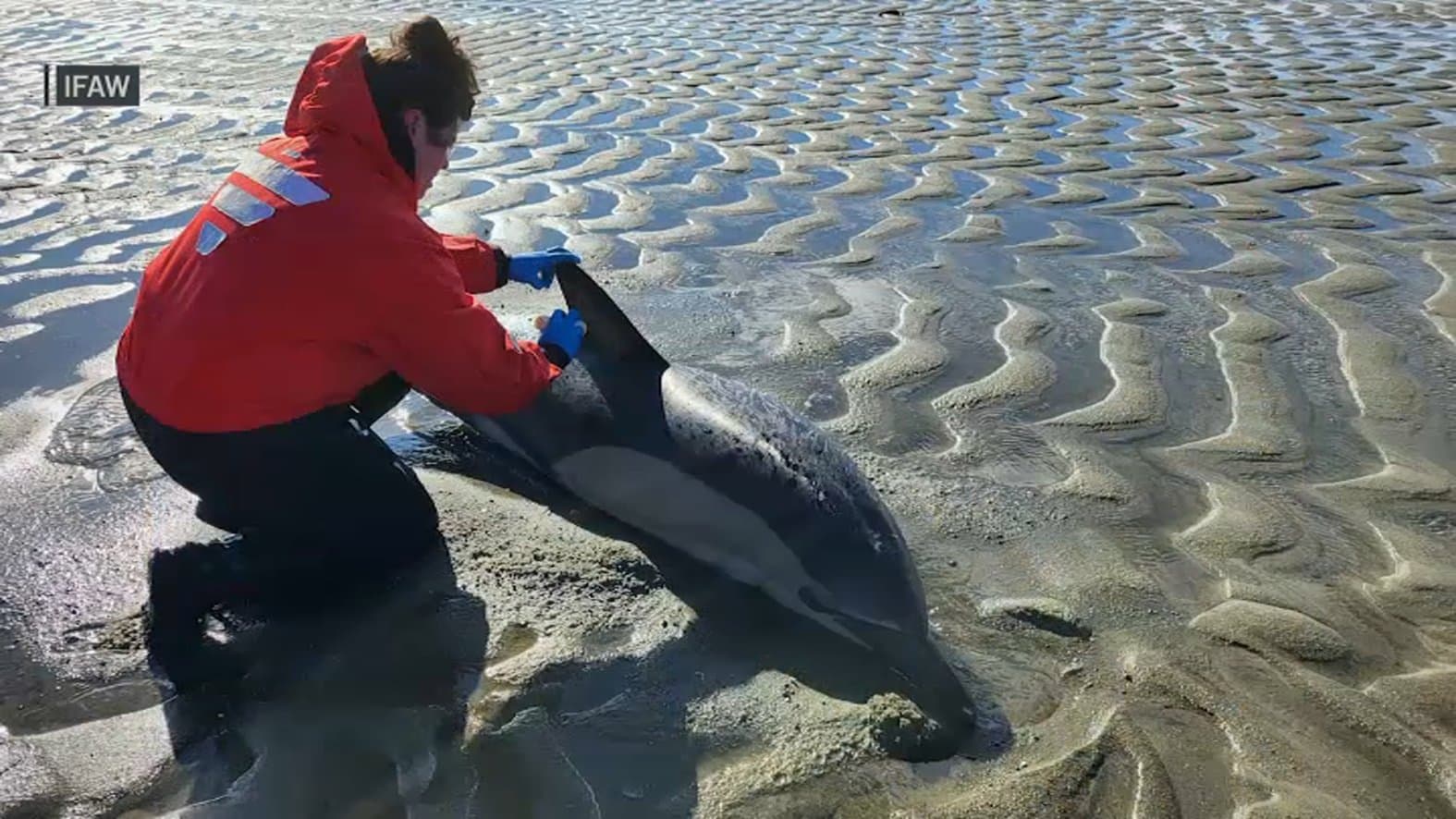Fact Check: Three dolphins stranded in a week signal a larger crisis.