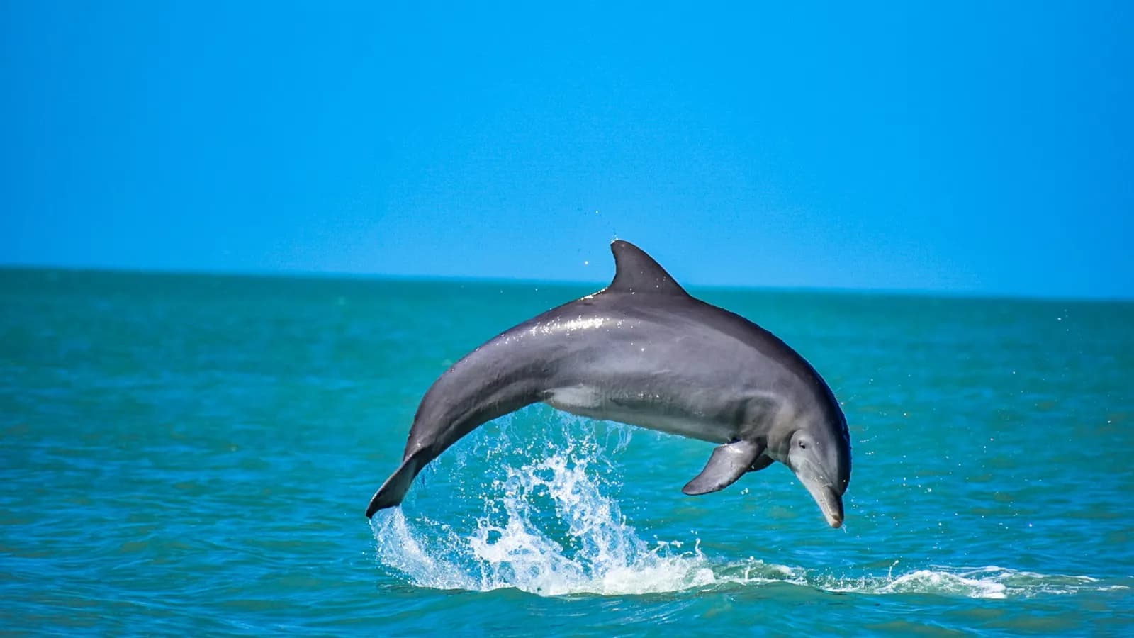 Fact Check: Dolphins are sentinels of ocean health, indicating ecosystem problems.