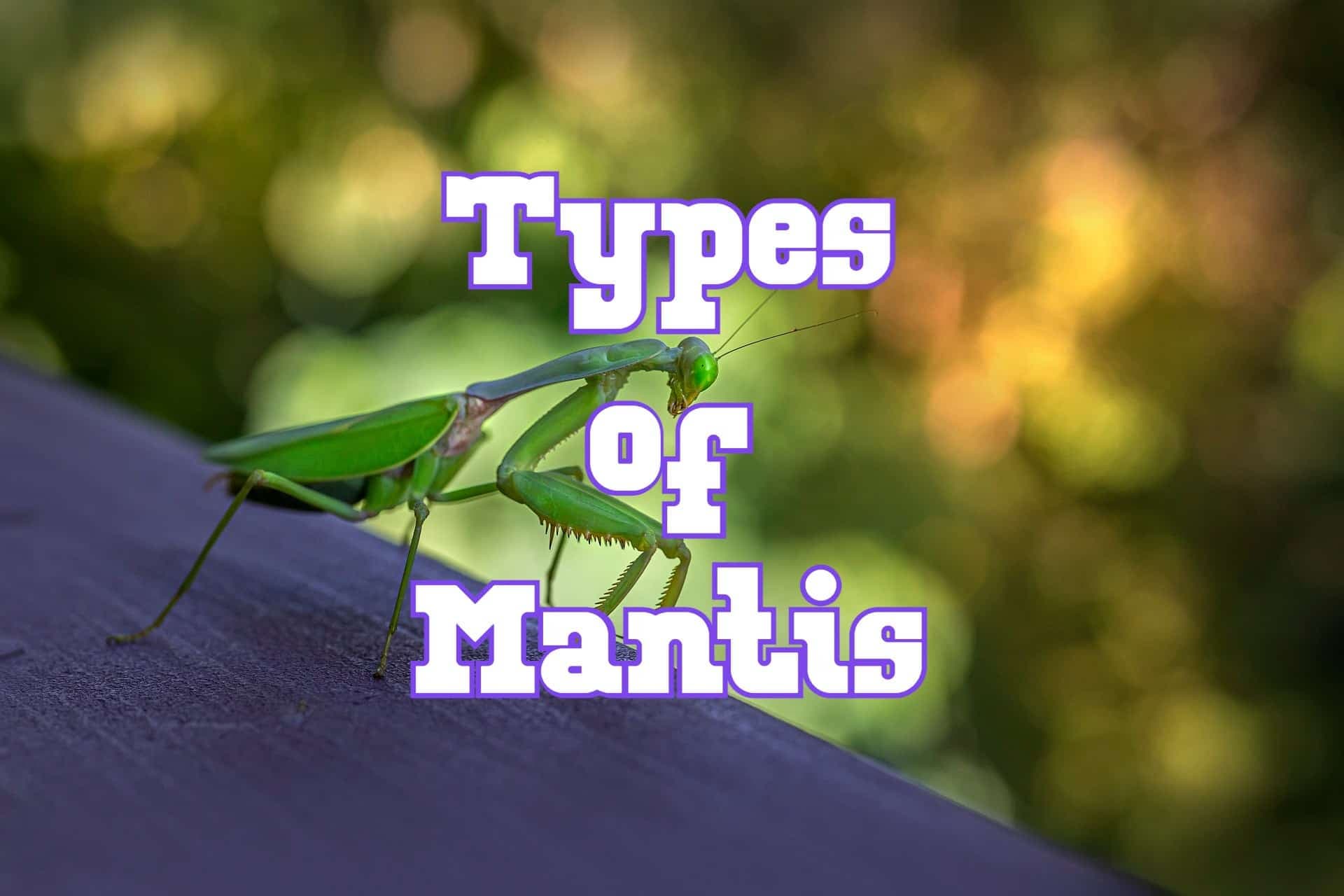 Fact Check: How many different breeds of Praying Mantis, (including complete names), are there that can consume prey, such as lizards, birds and mice?