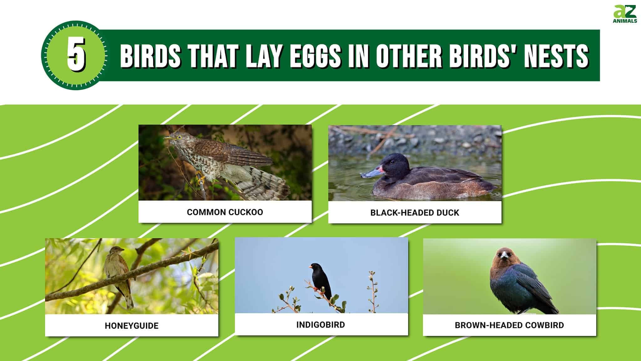 Fact Check: Does the Cuckoo bird really lay an egg in other birds nests, just to have the fledgling Cuckoo kill the other fledglings and monopolize the foods from the foster parents?