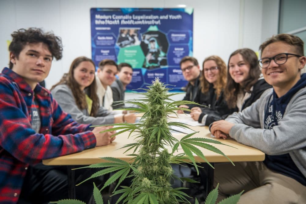 Fact Check: Youth cannabis use in Frankfurt has halved over the past decade.