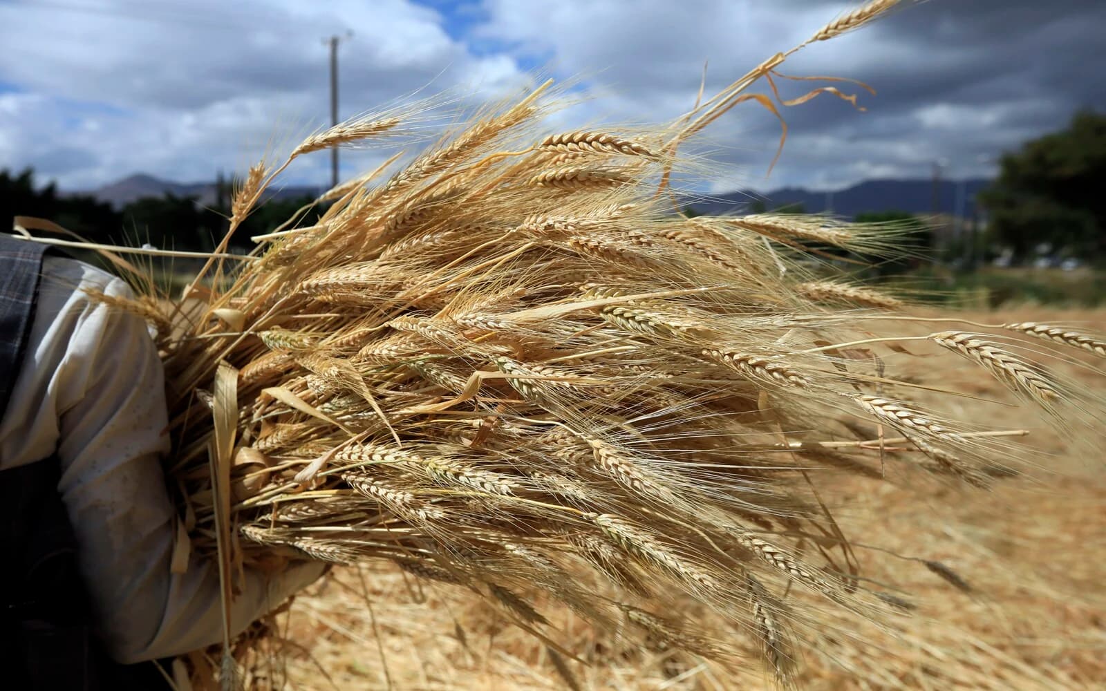 Fact Check: Ukrainian intelligence reveals Russia masks stolen grain with local wheat.