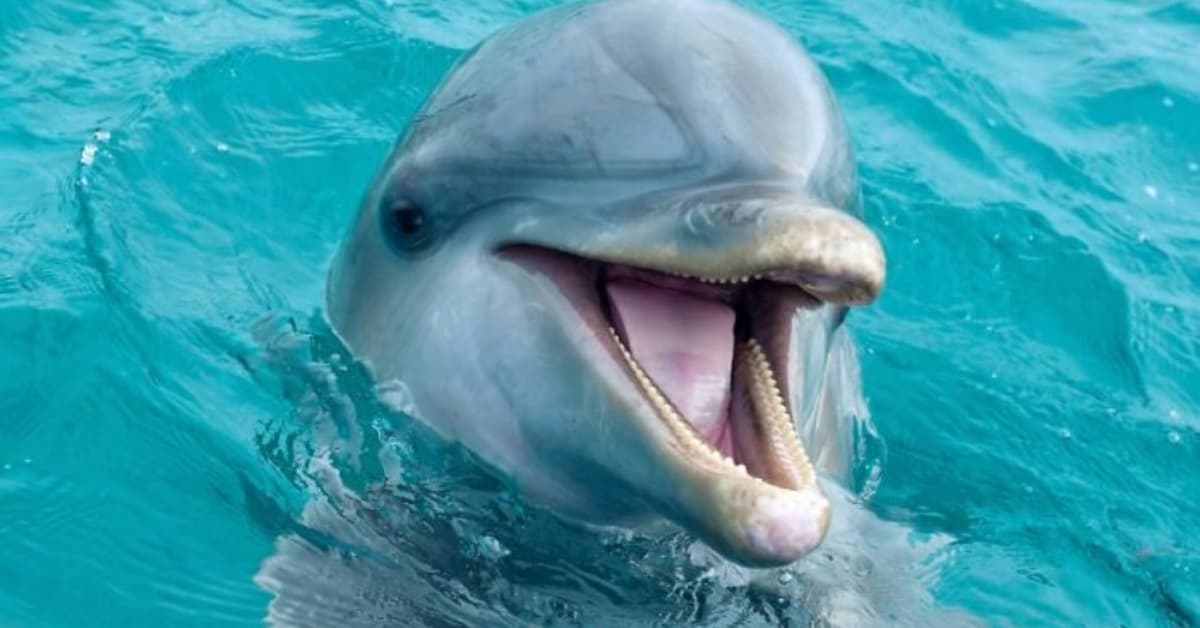 Fact Check: New law dubbed 'Mincho Law' after dolphin injured in performance.