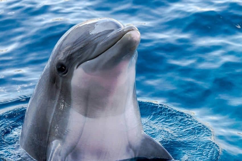 Fact Check: Mexico ranks among the world's top 10 dolphinarium operators.