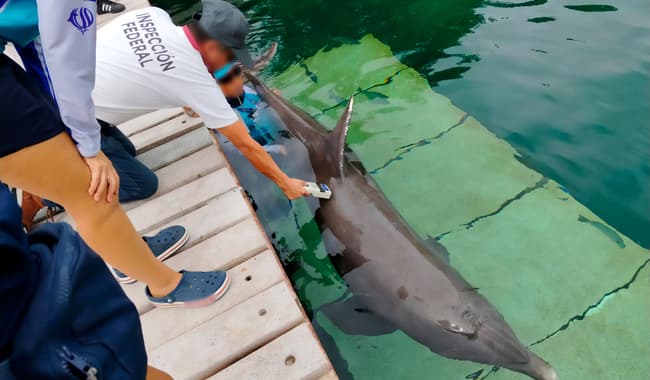 Fact Check: Profepa fines dolphinarium over $395,000 for animal welfare violations.