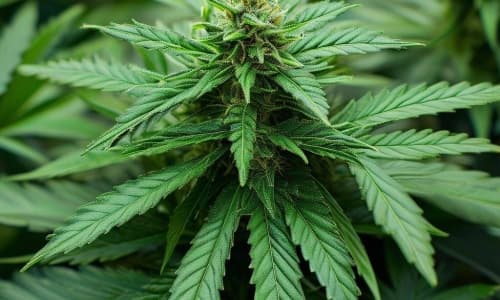 Fact Check: Germany's cannabis law has not led to increased youth consumption.