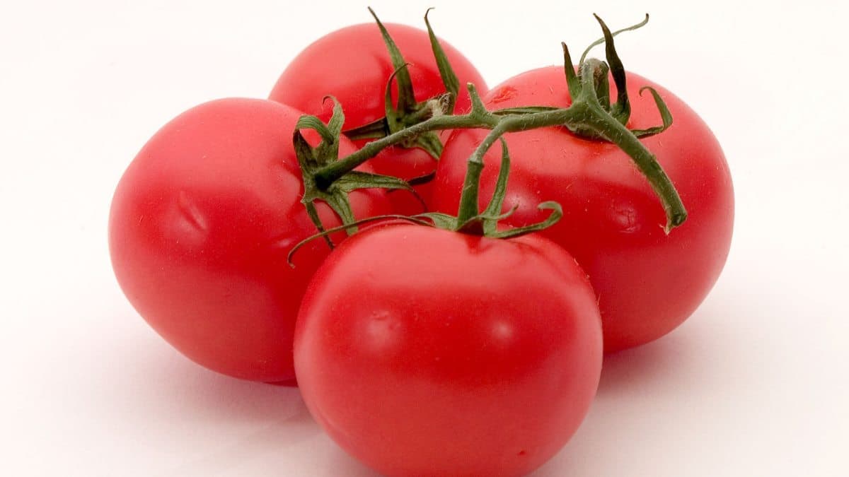 Fact Check: a tomato is a fruit