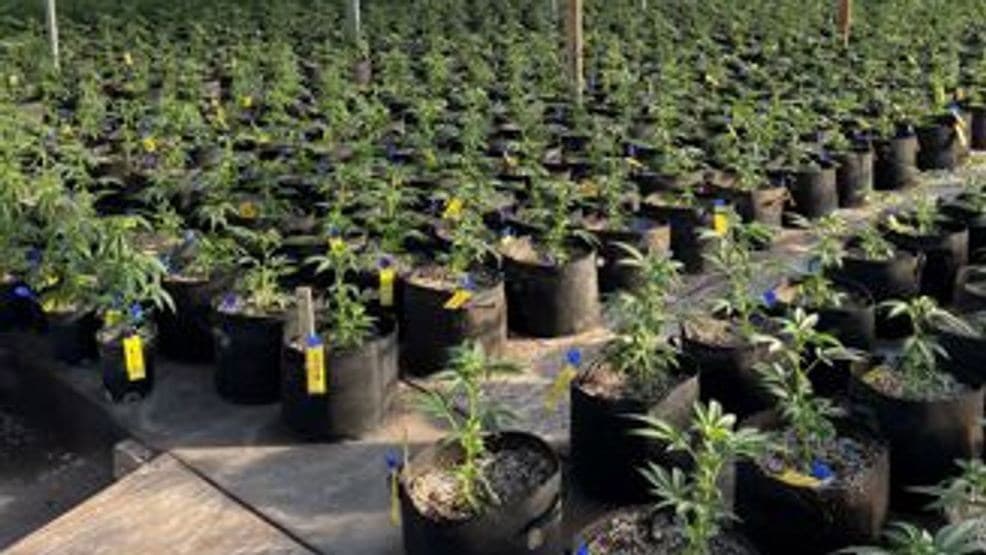 Fact Check: Authorities were shocked by the quantities of marijuana seized during the operation.