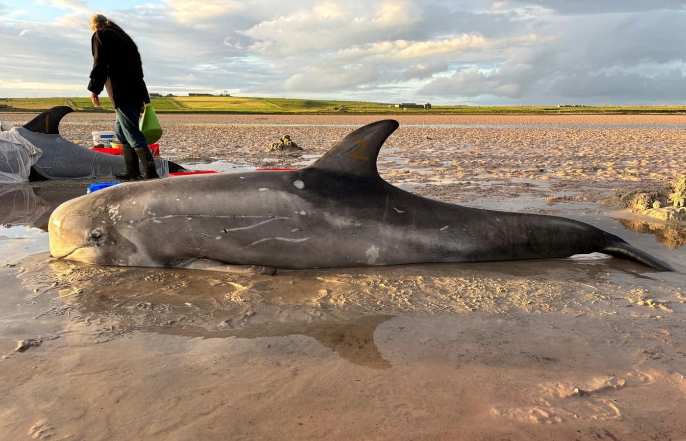 Fact Check: Three dolphins stranded in a week signal a larger crisis!
