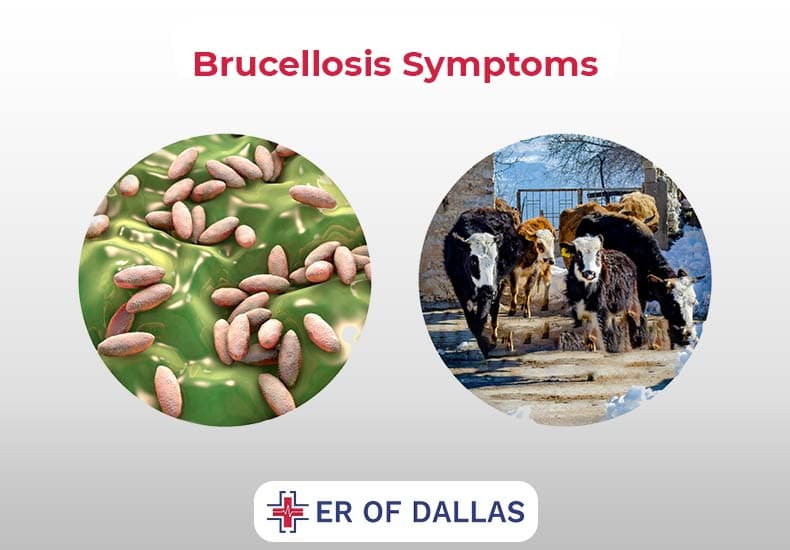 Fact Check: Brucella Ceti infection can cause chronic arthritis in humans!