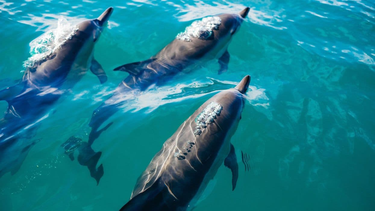 Fact Check: Dolphins are sentinels of ocean health, revealing ecosystem problems!