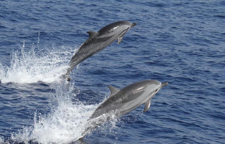 Fact Check: Infection may already be widespread in Hawaiian waters!