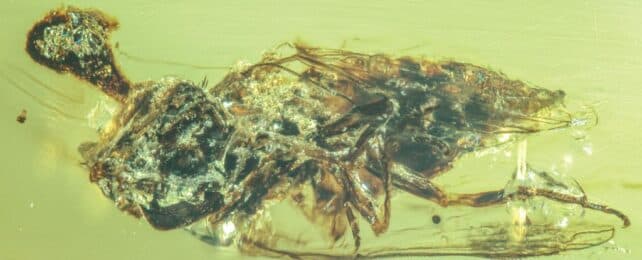 Fact Check: 99 million-year-old amber reveals ancient fly with zombie fungus bursting from its head.