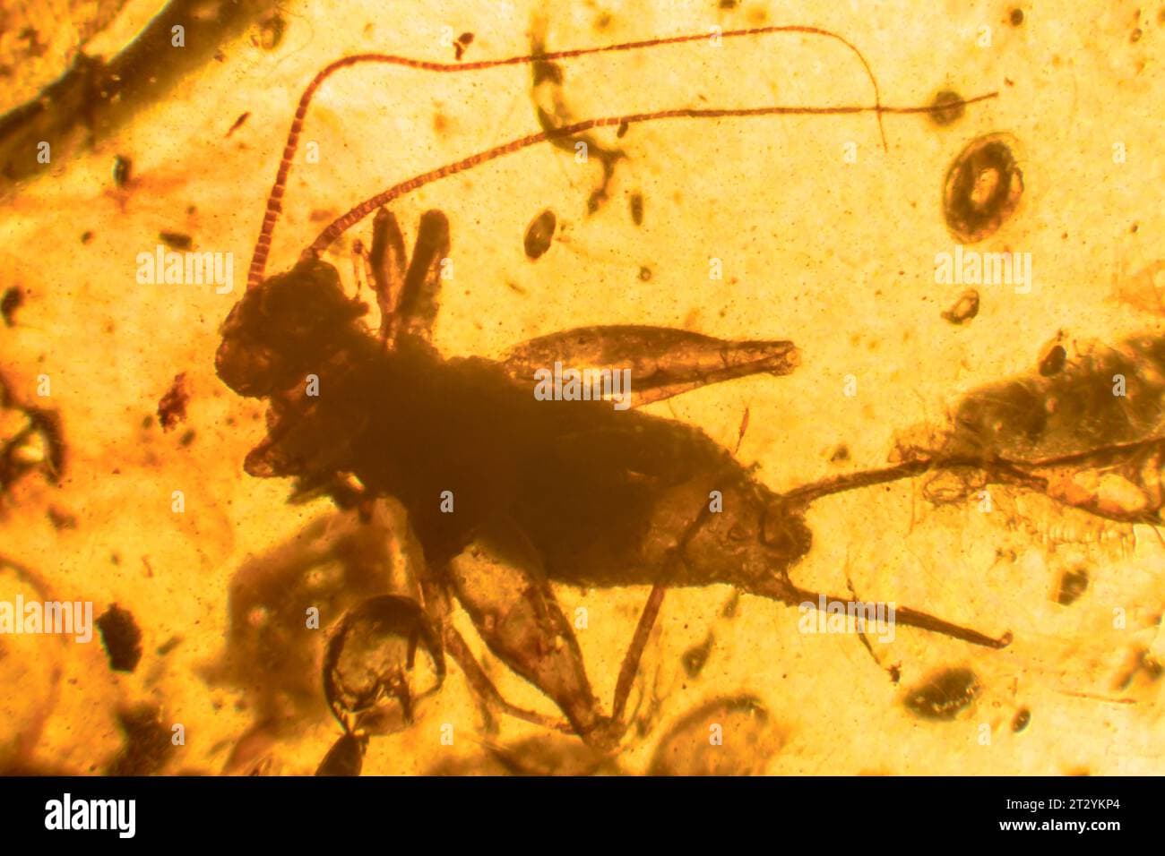 Fact Check: Two new species of ancient fungi named from 99 million-year-old amber fossils.