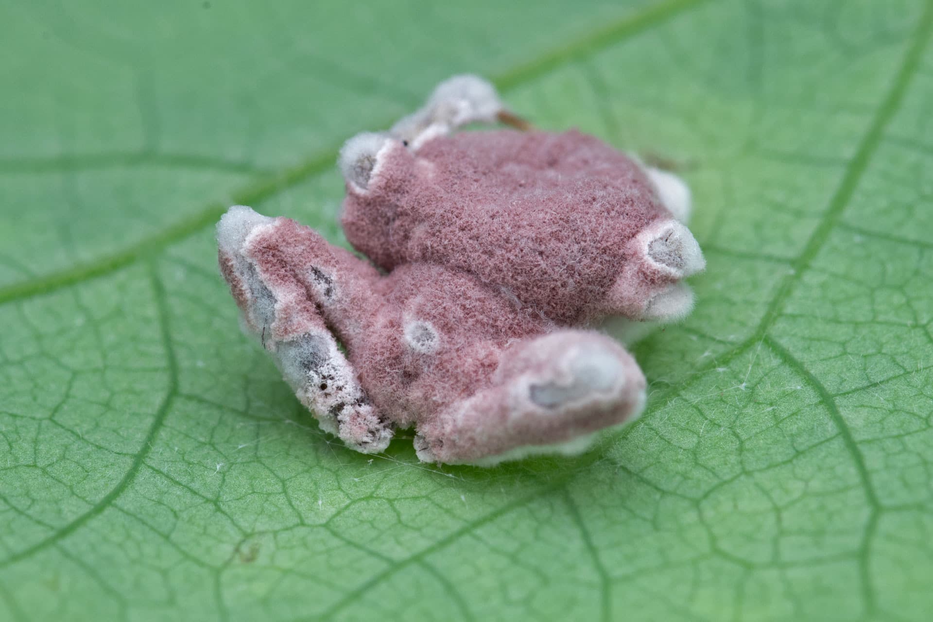 Fact Check: Zombie fungi may have regulated insect populations during the Cretaceous period.