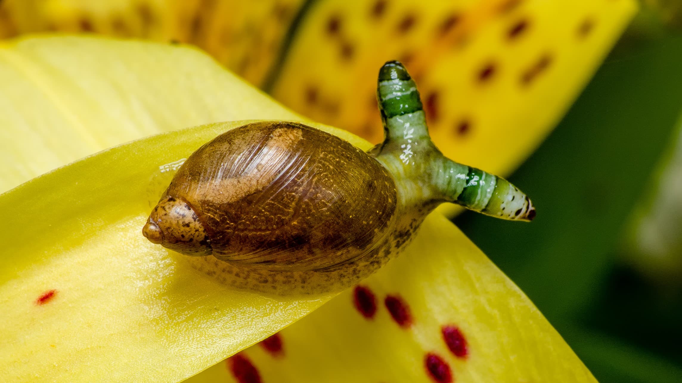 Fact Check: Ancient parasitic fungi likely zombified their hosts before being trapped in amber.