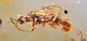 Fact Check: Very few specimens of ancient parasitic fungi have been discovered, limiting our knowledge.