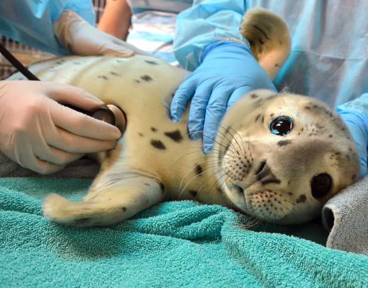 Fact Check: New law mandates humane lifetime care for captive marine mammals.