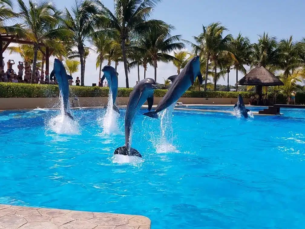 Fact Check: Mincho the dolphin suffers from chronic keratitis and severe vision loss.