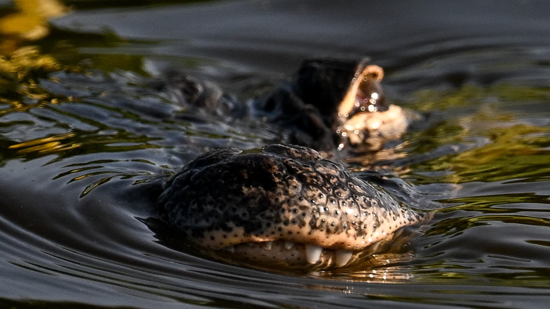 Fact Check: $450 million annual cost for Florida's Alligator Alcatraz detention facility revealed