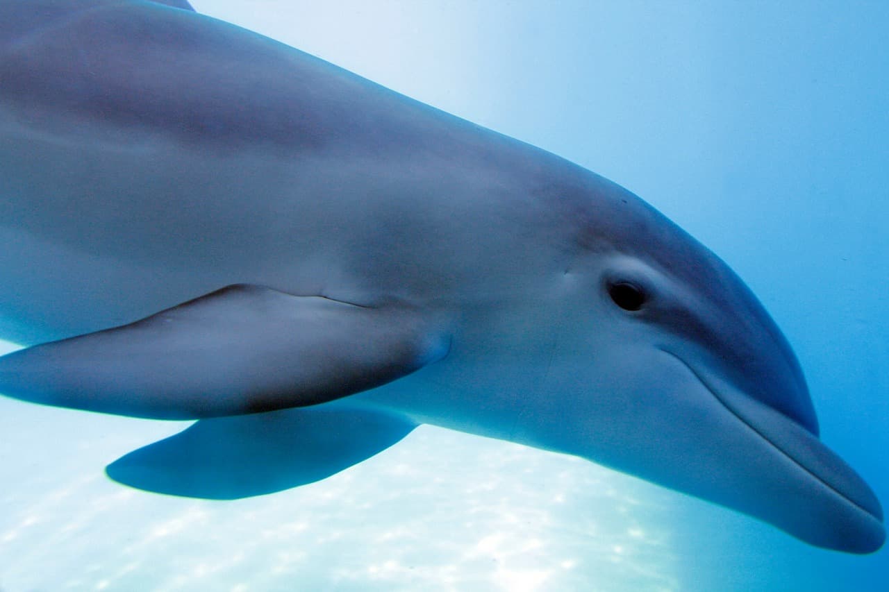 Fact Check: Dolphins are sentinels of ocean health, signaling ecosystem problems.