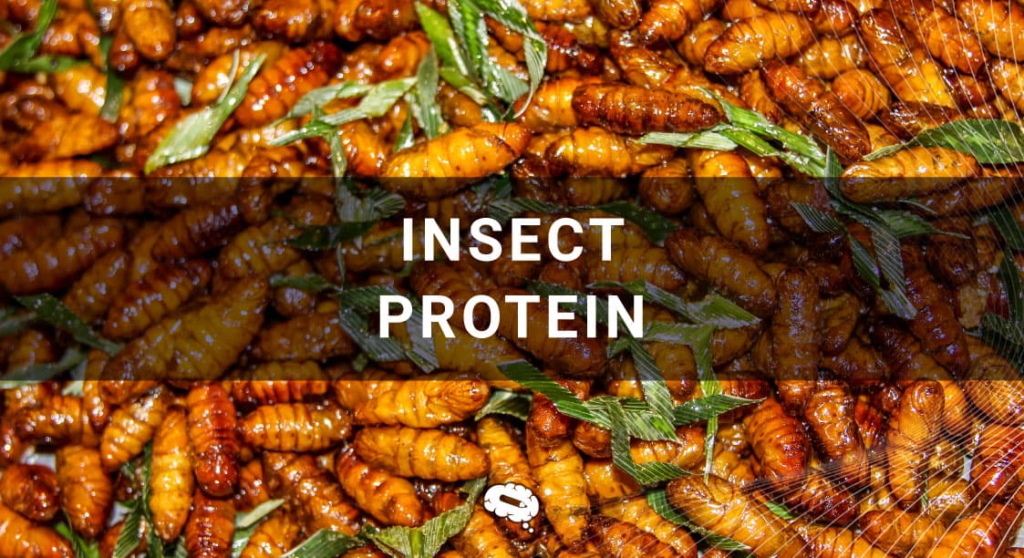 Fact Check: Public disgust makes insect diets unlikely to replace traditional meat.