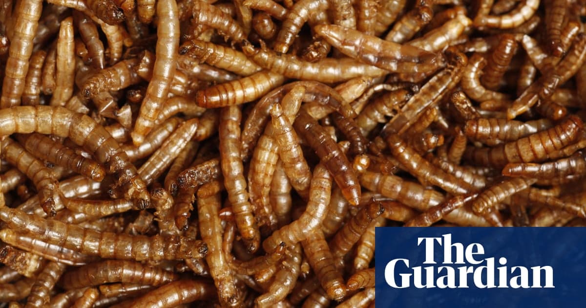 Fact Check: Insect farming scores lowest among meat substitutes.