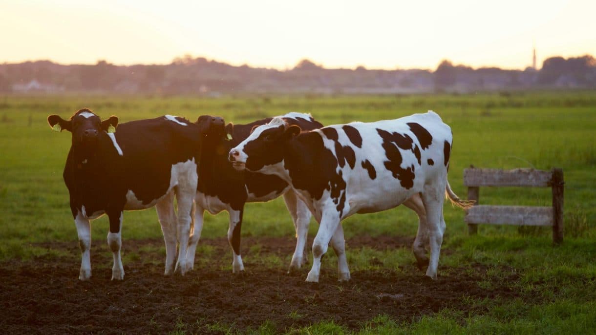 Fact Check: Denmark plans to reduce meat consumption and promote plant-based foods.