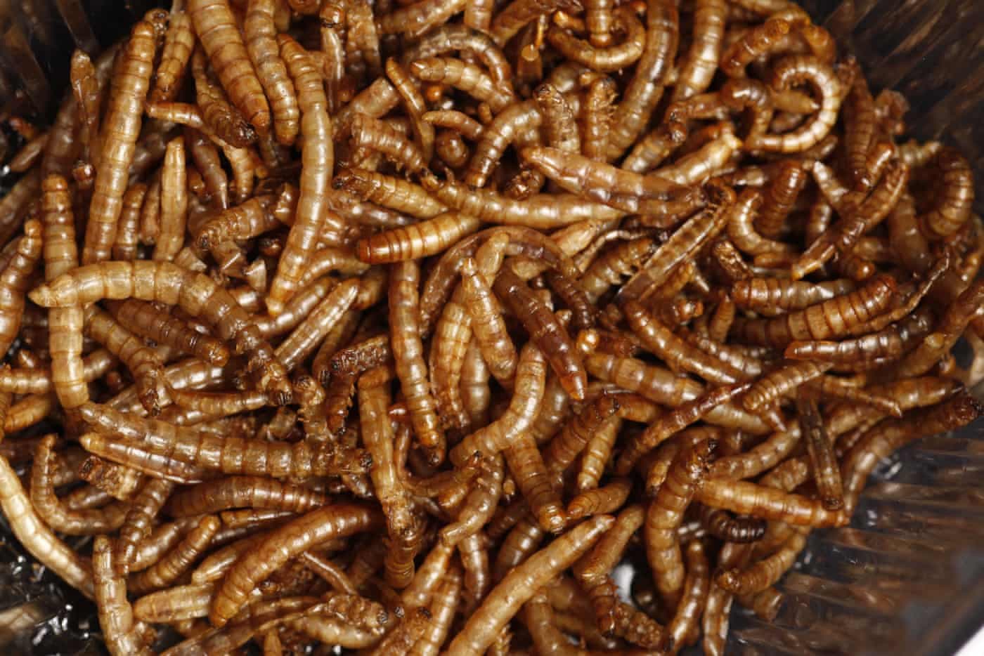 Fact Check: Eating insects is failing due to cultural disgust.
