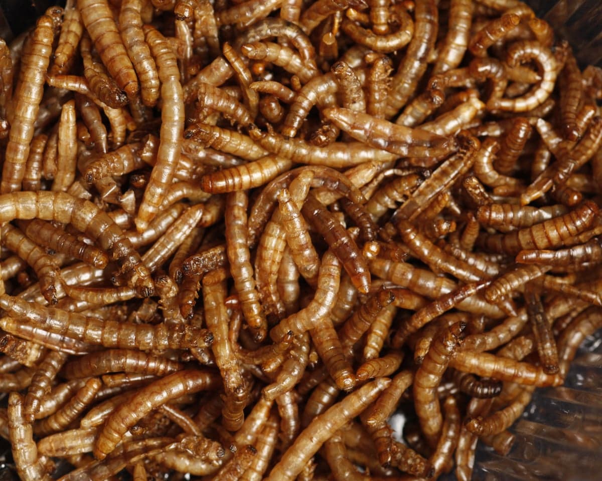 Fact Check: Eating insects is unlikely to help reduce global meat consumption significantly.