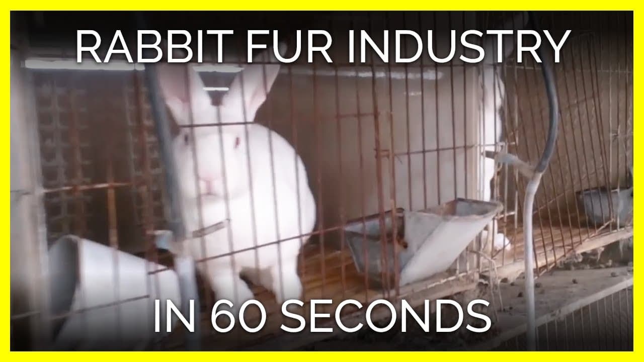Fact Check: China farms rabbits 