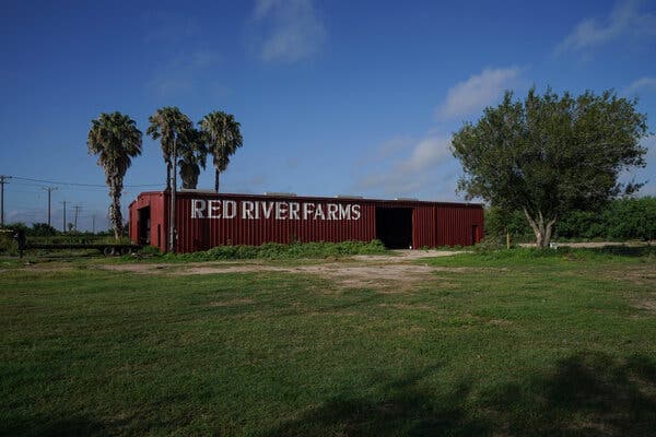 Fact Check: Fear of deportation has emptied fields in the Rio Grande Valley.
