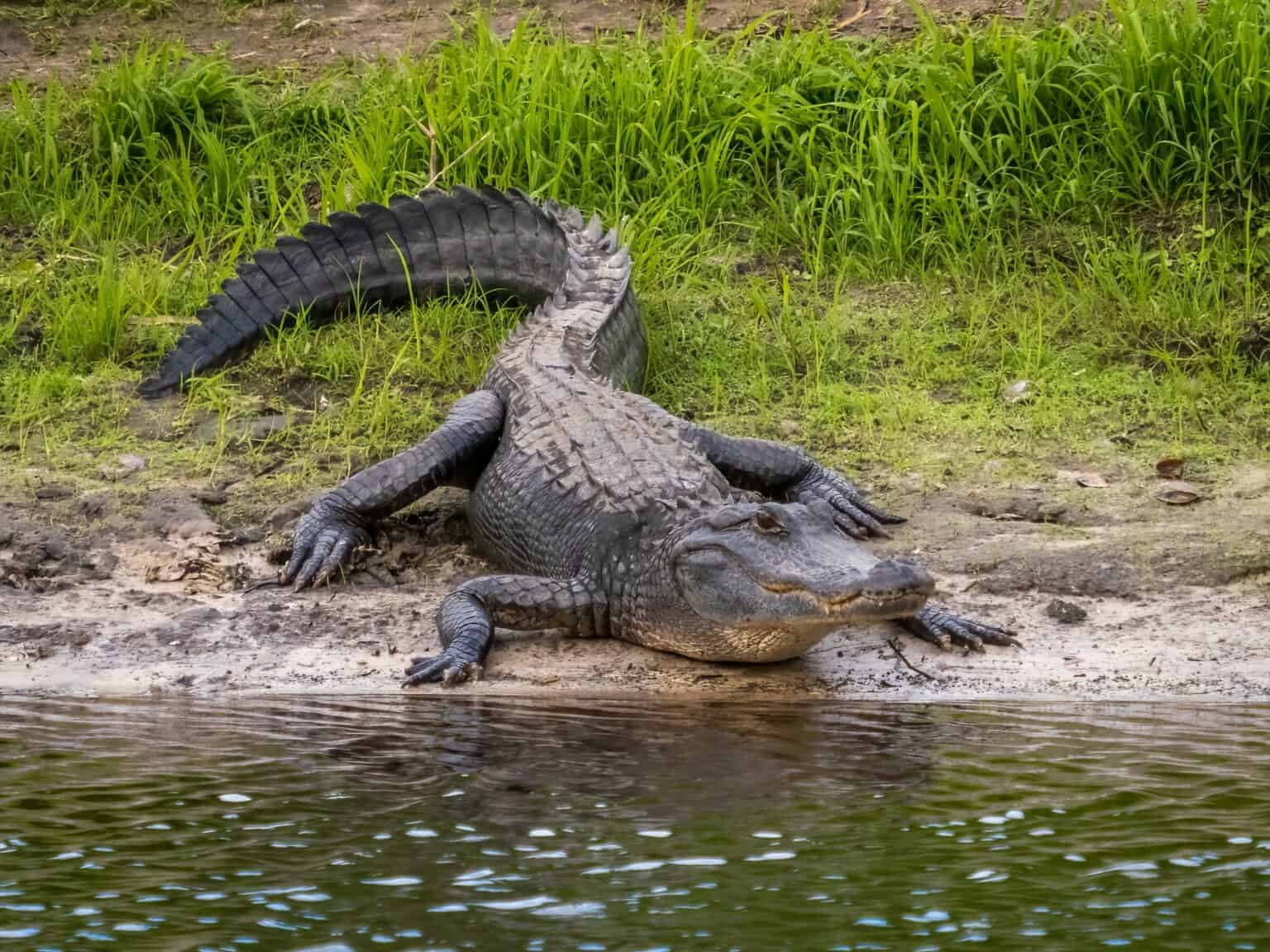 Fact Check: Florida's Alligator Alcatraz threatens endangered species and wetlands.